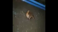 Stupid gay idiot frogs fighting [dM-GEnvlkRM].webm